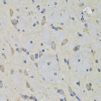 RAE1 Antibody