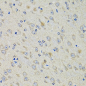RAE1 Antibody