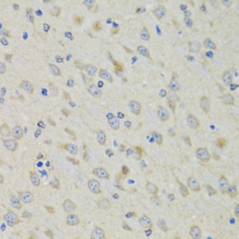 RAE1 Antibody