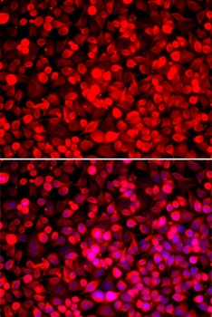 PUF60 Antibody