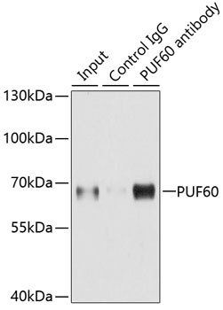 PUF60 Antibody