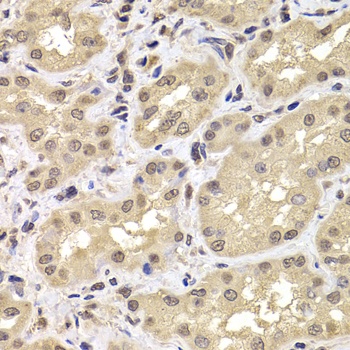 PSMD12 Antibody