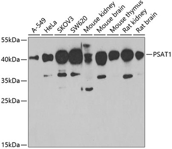 PSAT1 Antibody