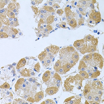 PROK2 Antibody