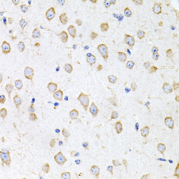 PROK2 Antibody