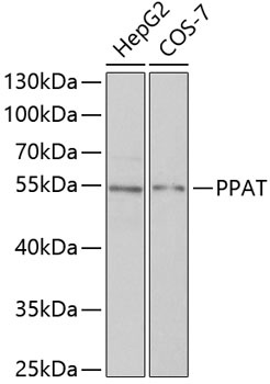 PPAT Antibody