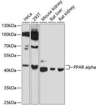PPARA Antibody