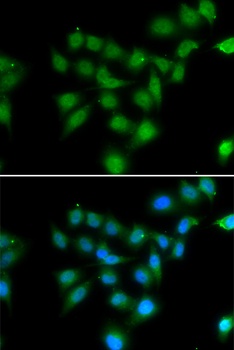 POU2AF1 Antibody