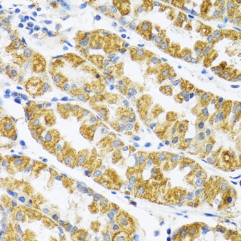 POLG2 Antibody