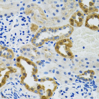 POLG2 Antibody