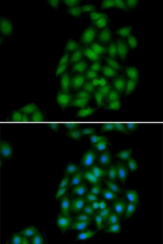 PLSCR1 Antibody