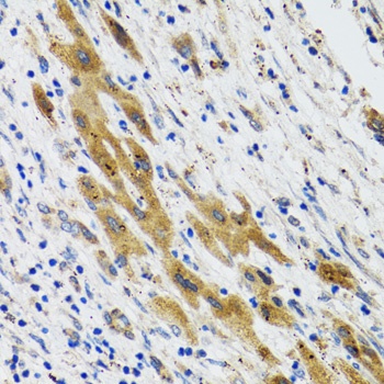 PLA2G2D Antibody