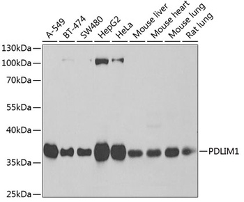 PDLIM1 Antibody
