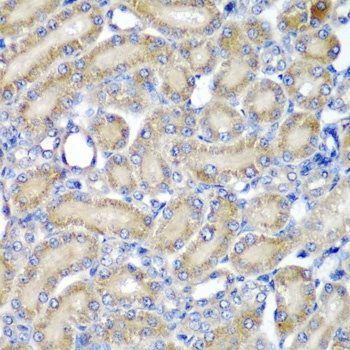 PDCD6 Antibody