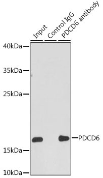 PDCD6 Antibody