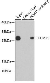 PCMT1 Antibody