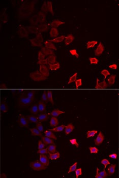 P2RX4 Antibody