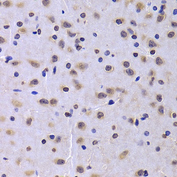 NUDC Antibody