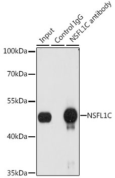 NSFL1C Antibody