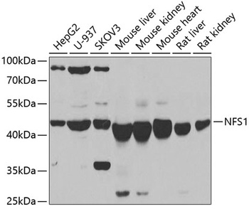 NFS1 Antibody