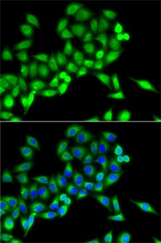 NFS1 Antibody