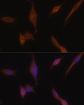 MLPH Antibody