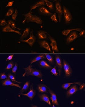 MLPH Antibody