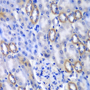 MATK Antibody