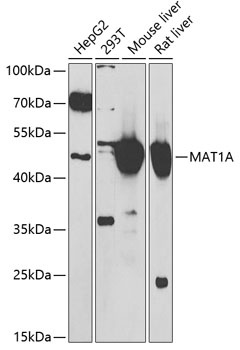 MAT1A Antibody