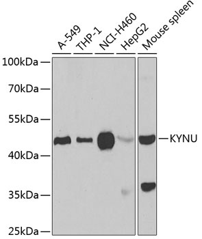 KYNU Antibody