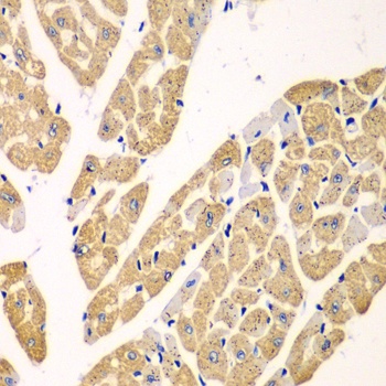 KYNU Antibody