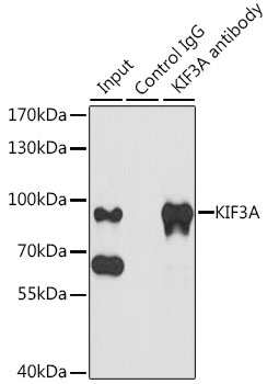 KIF3A Antibody