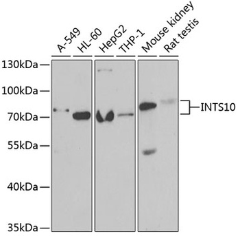 INTS10 Antibody