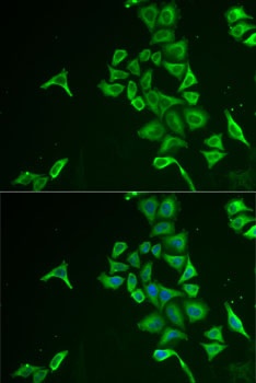 INPP5J Antibody