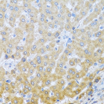 IL20 Antibody