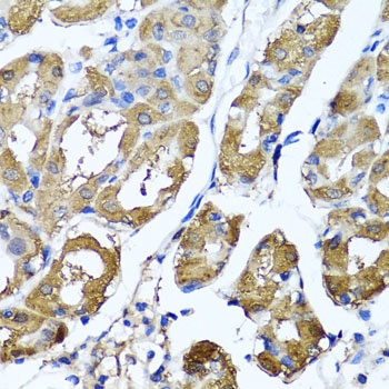 HYAL1 Antibody