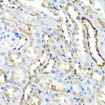 HYAL1 Antibody