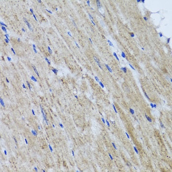 HYAL1 Antibody