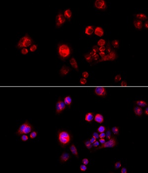 HSPH1 Antibody