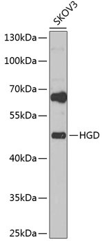 HGD Antibody