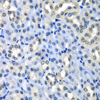 H2AFZ Antibody