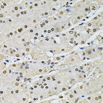 H2AFZ Antibody