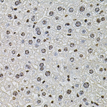 H2AFZ Antibody