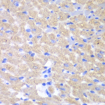 GPAM Antibody