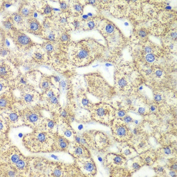 GLUD2 Antibody