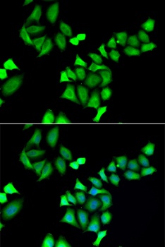 GALE Antibody