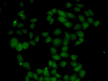 FGF14 Antibody
