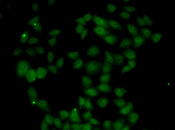 FGF14 Antibody