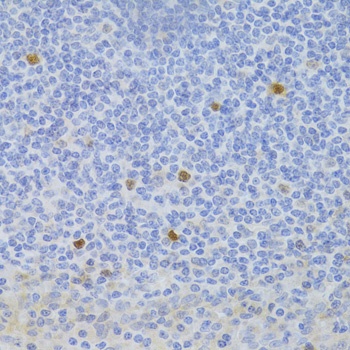 FCN1 Antibody