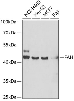 FAH Antibody